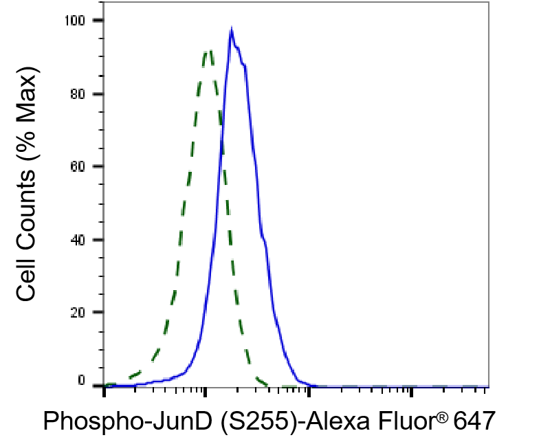 JunD [p Ser255] Antibody (23GB6555)