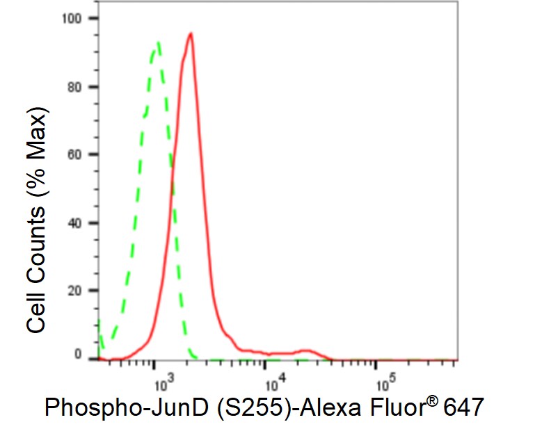 JunD [p Ser255] Antibody (23GB6555)