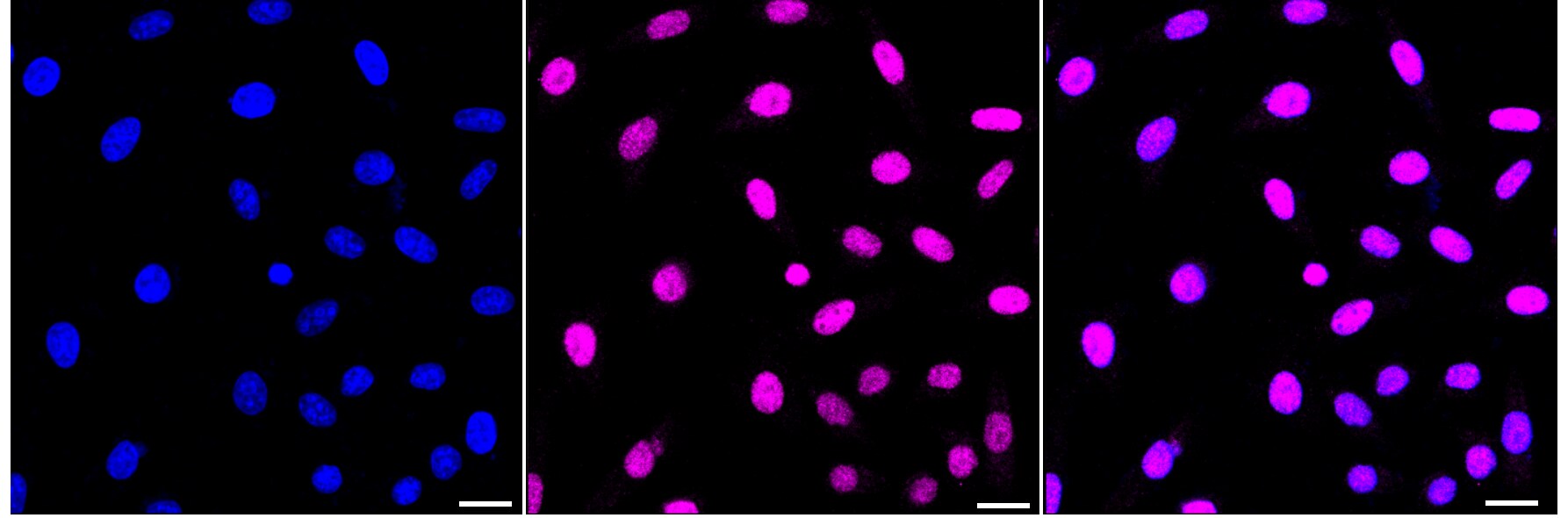 JunD [p Ser255] Antibody (23GB6555)