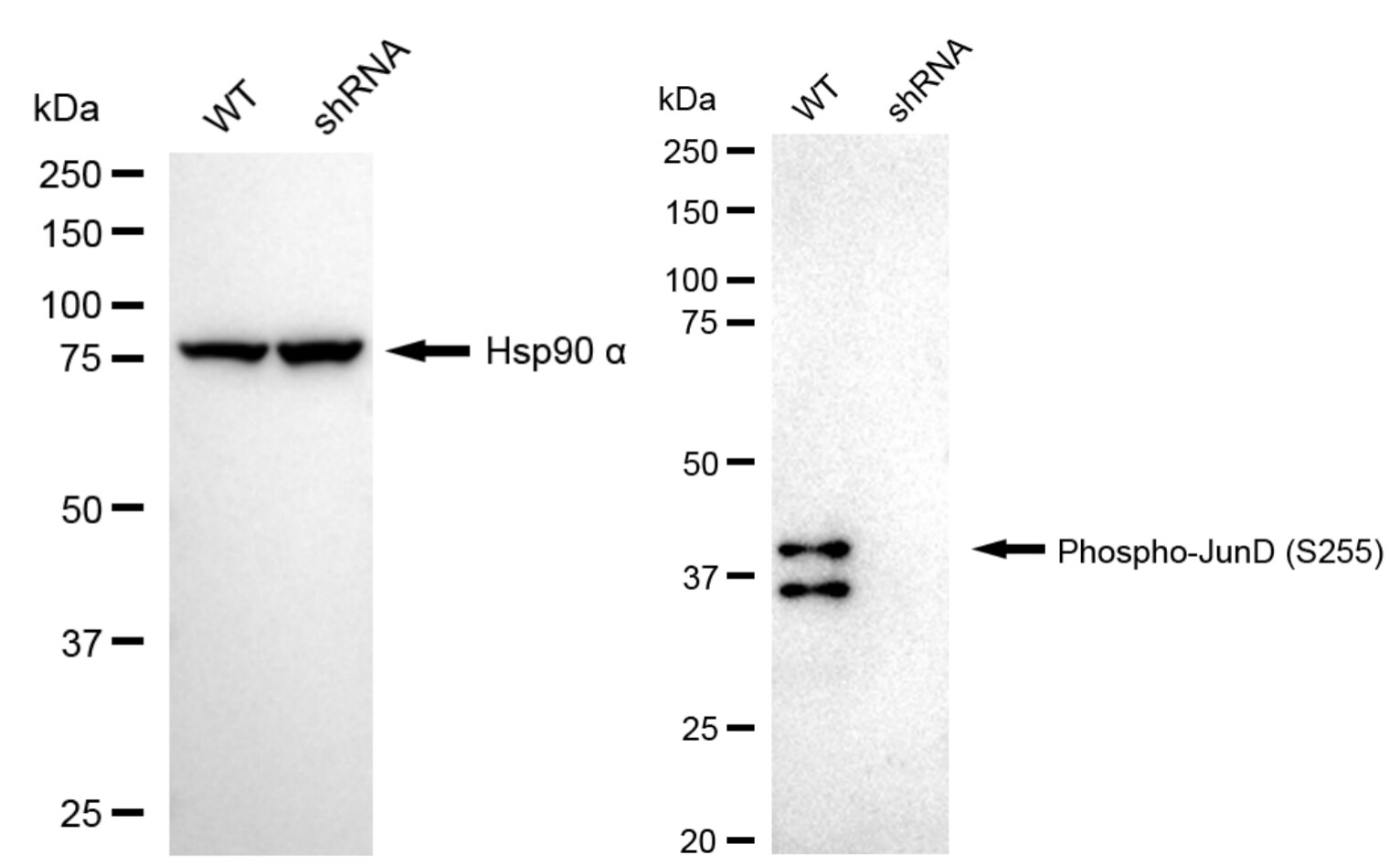 JunD [p Ser255] Antibody (23GB6555)