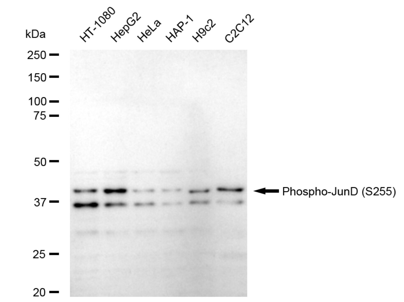 JunD [p Ser255] Antibody (23GB6555)