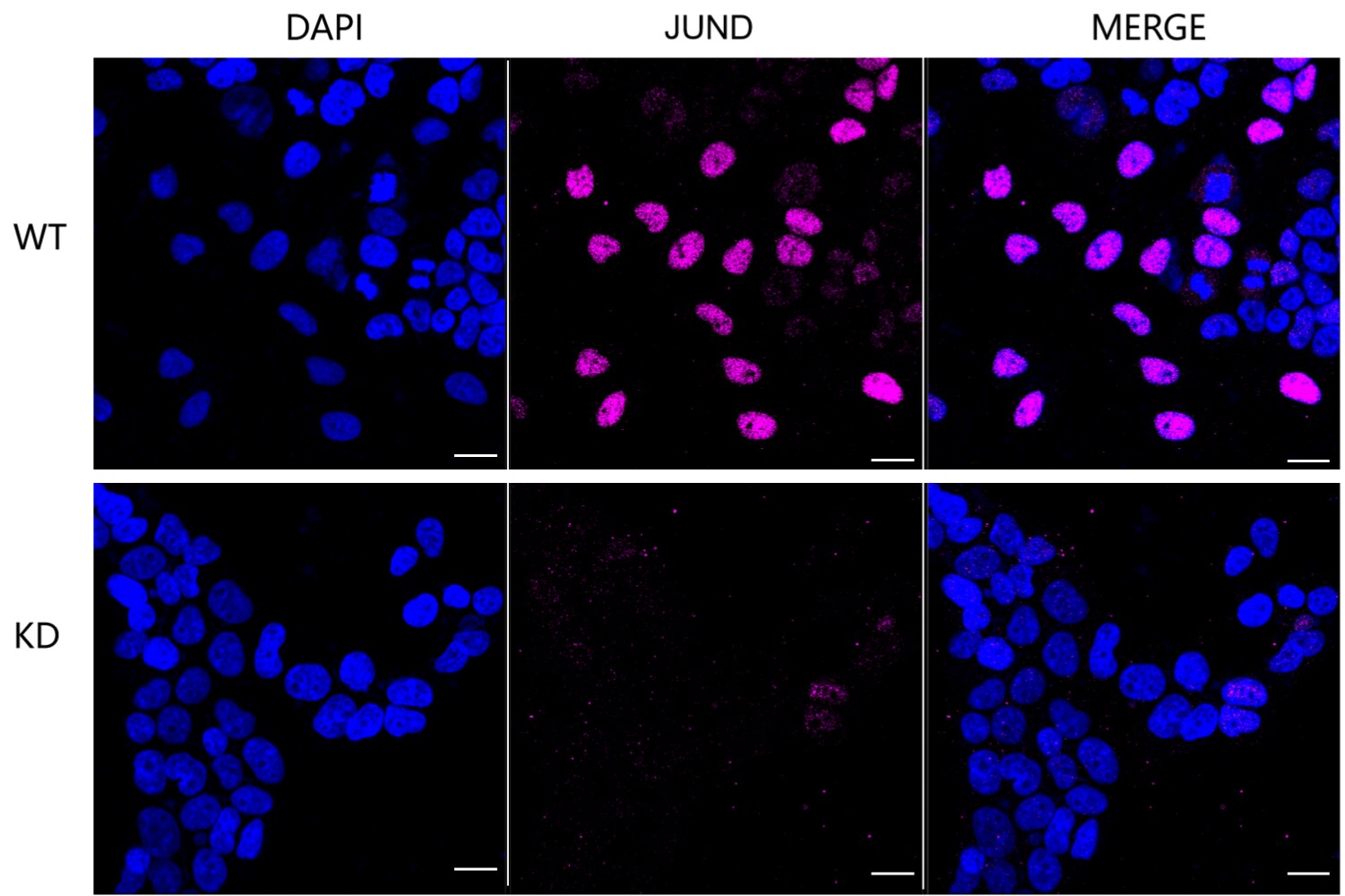 JunD Antibody (23GB6560)
