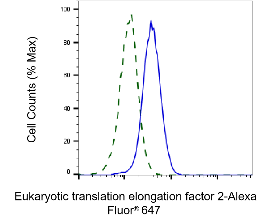 eEF-2 Antibody (23GB1550)