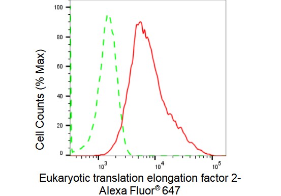 eEF-2 Antibody (23GB1550)