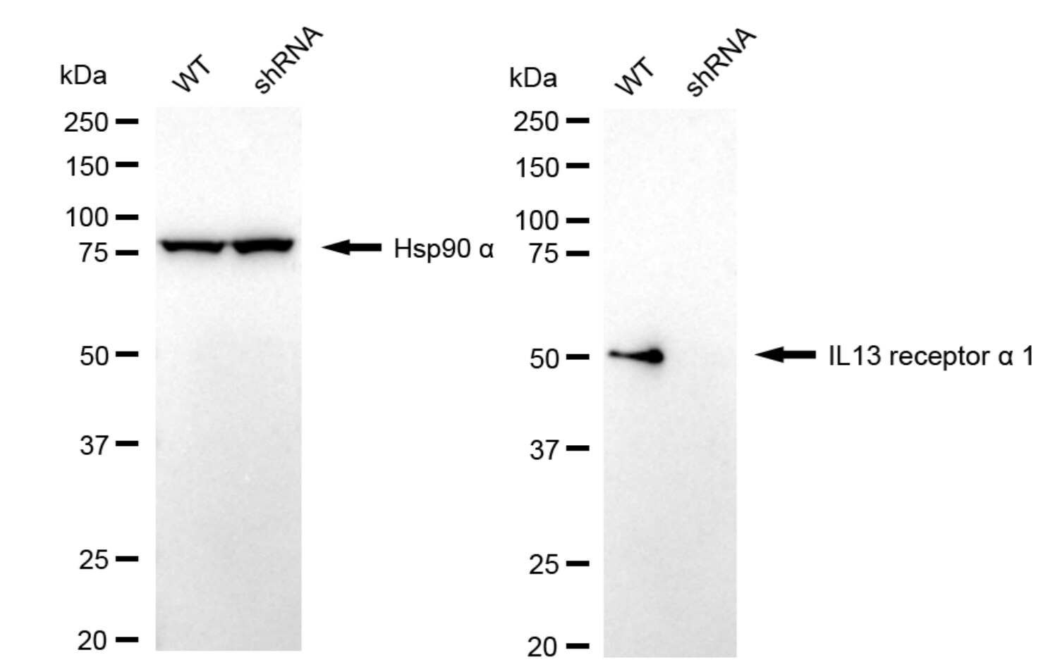 IL-13R alpha 1 Antibody (23GB6655)