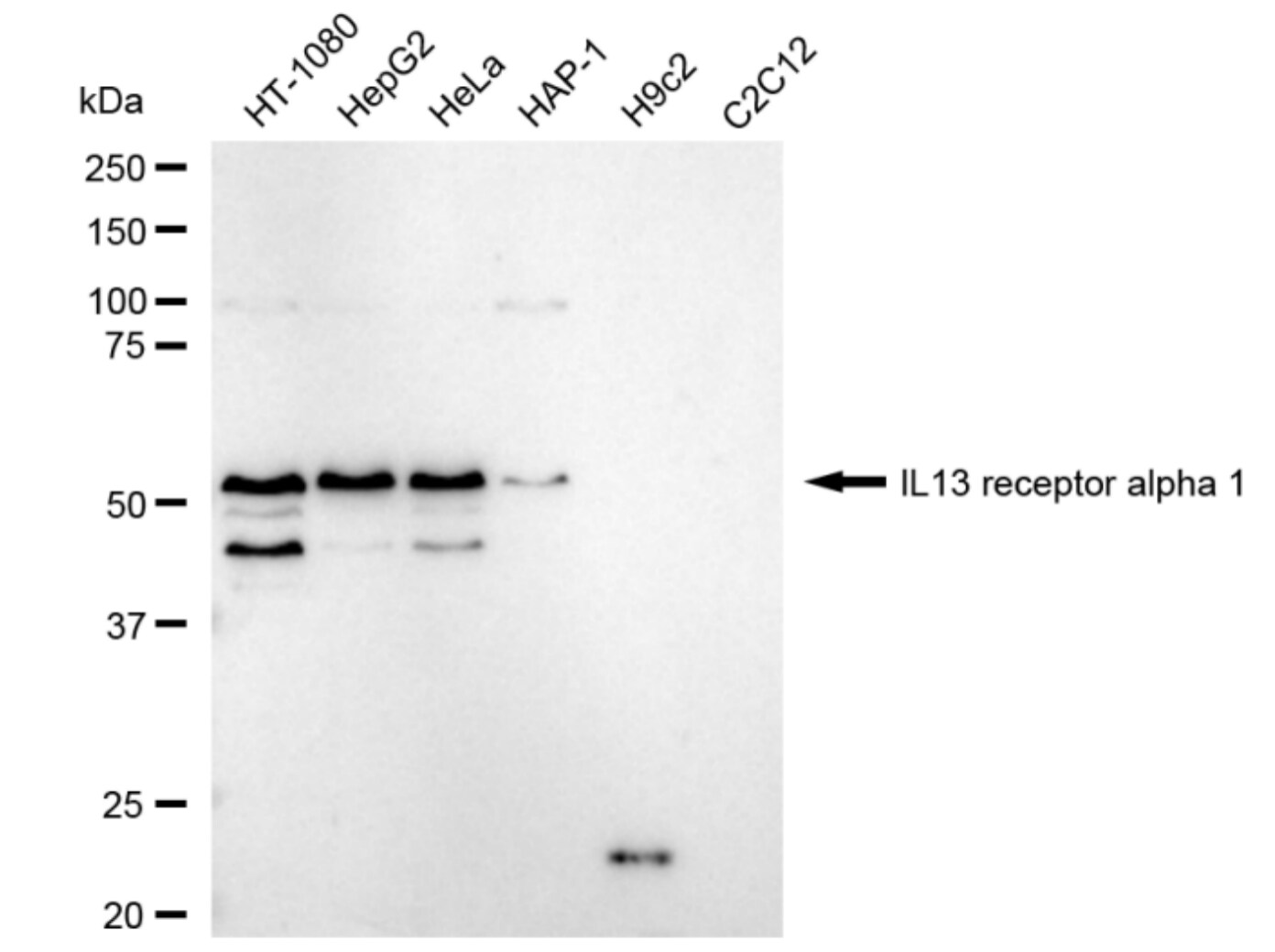 IL-13R alpha 1 Antibody (23GB6655)