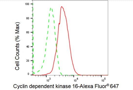PCTAIRE1 Antibody (23GB1495)