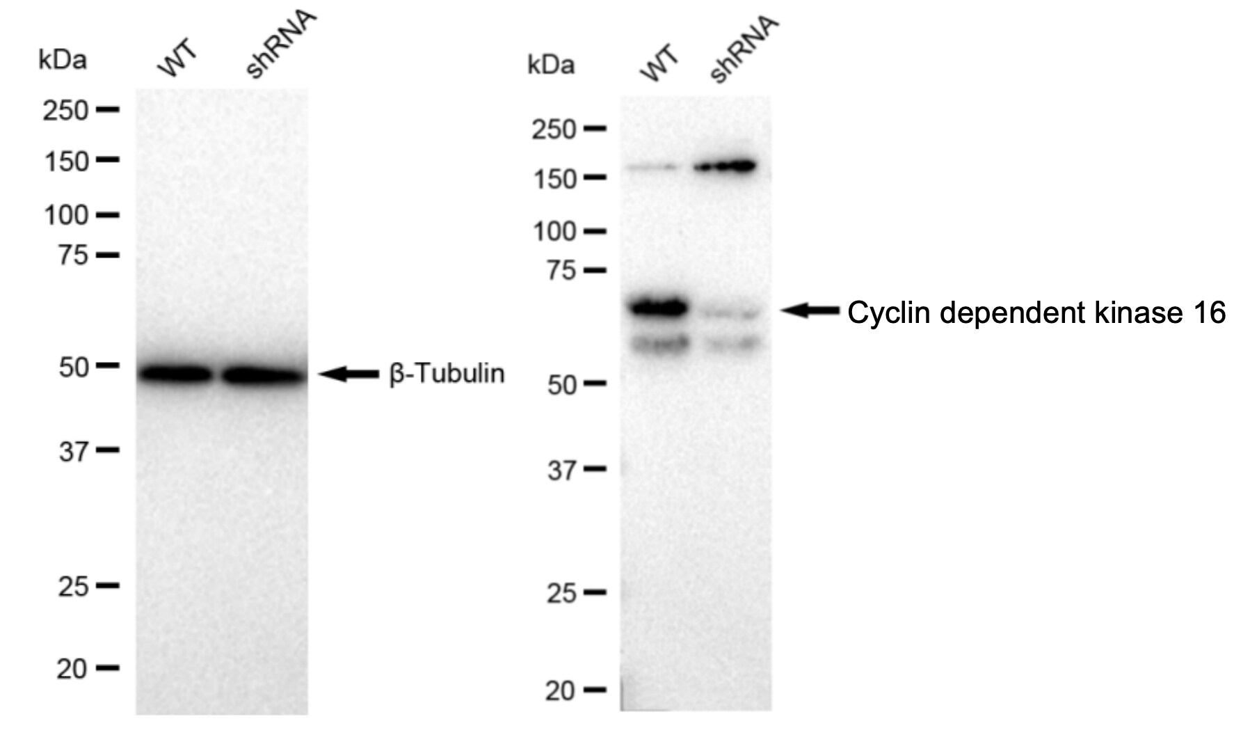PCTAIRE1 Antibody (23GB1495)