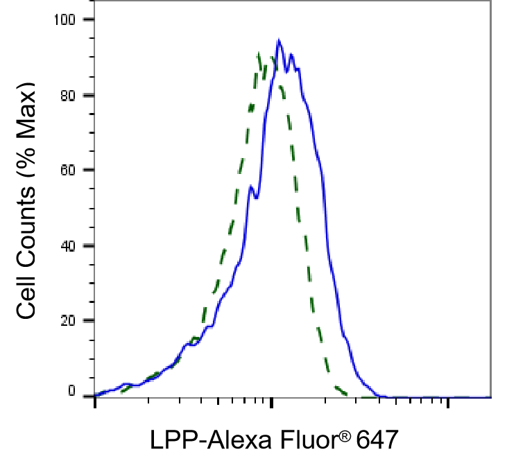 LPP Antibody (24GB05)