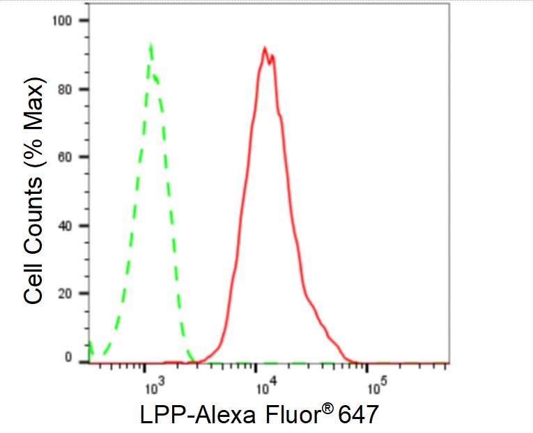 LPP Antibody (24GB05)