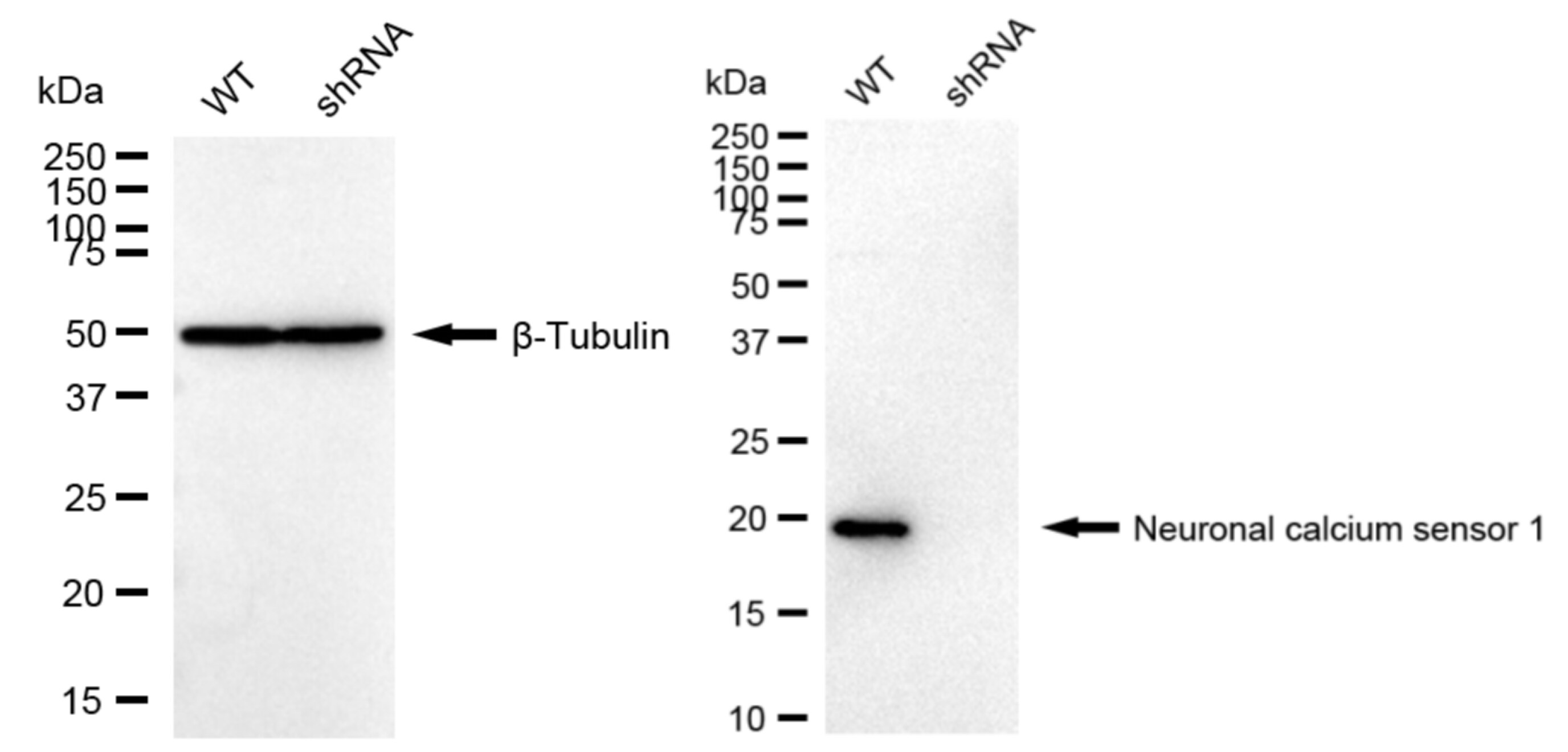 Frequenin Antibody (24GB25)