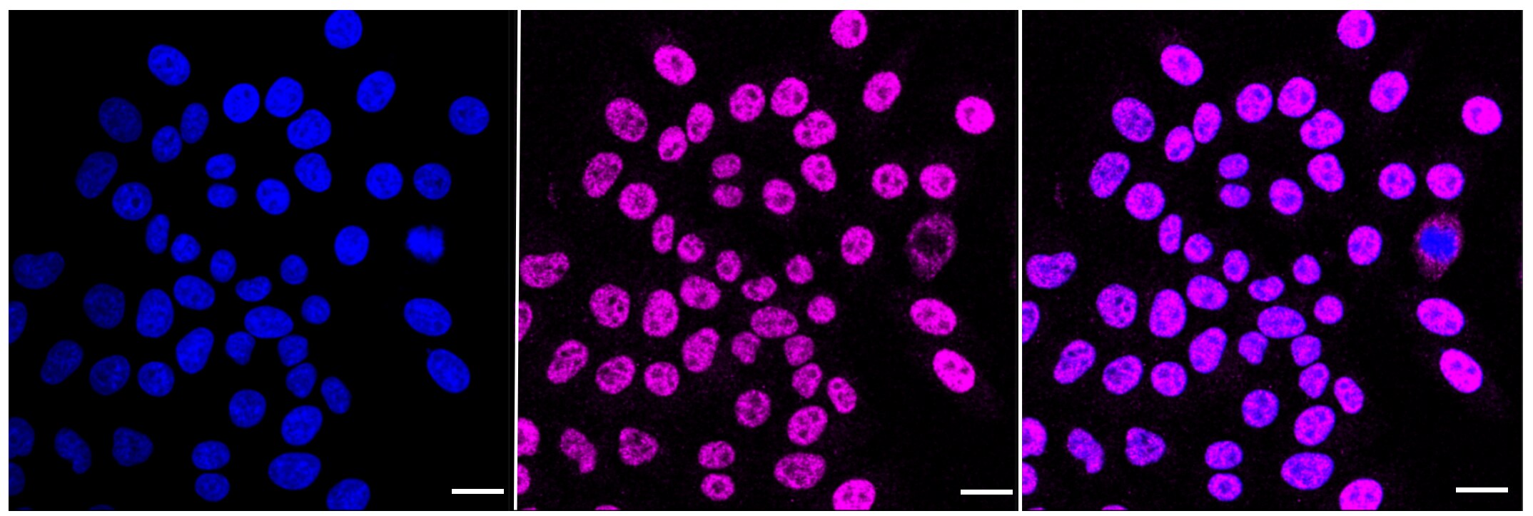 FDPS Antibody (23GB1395)