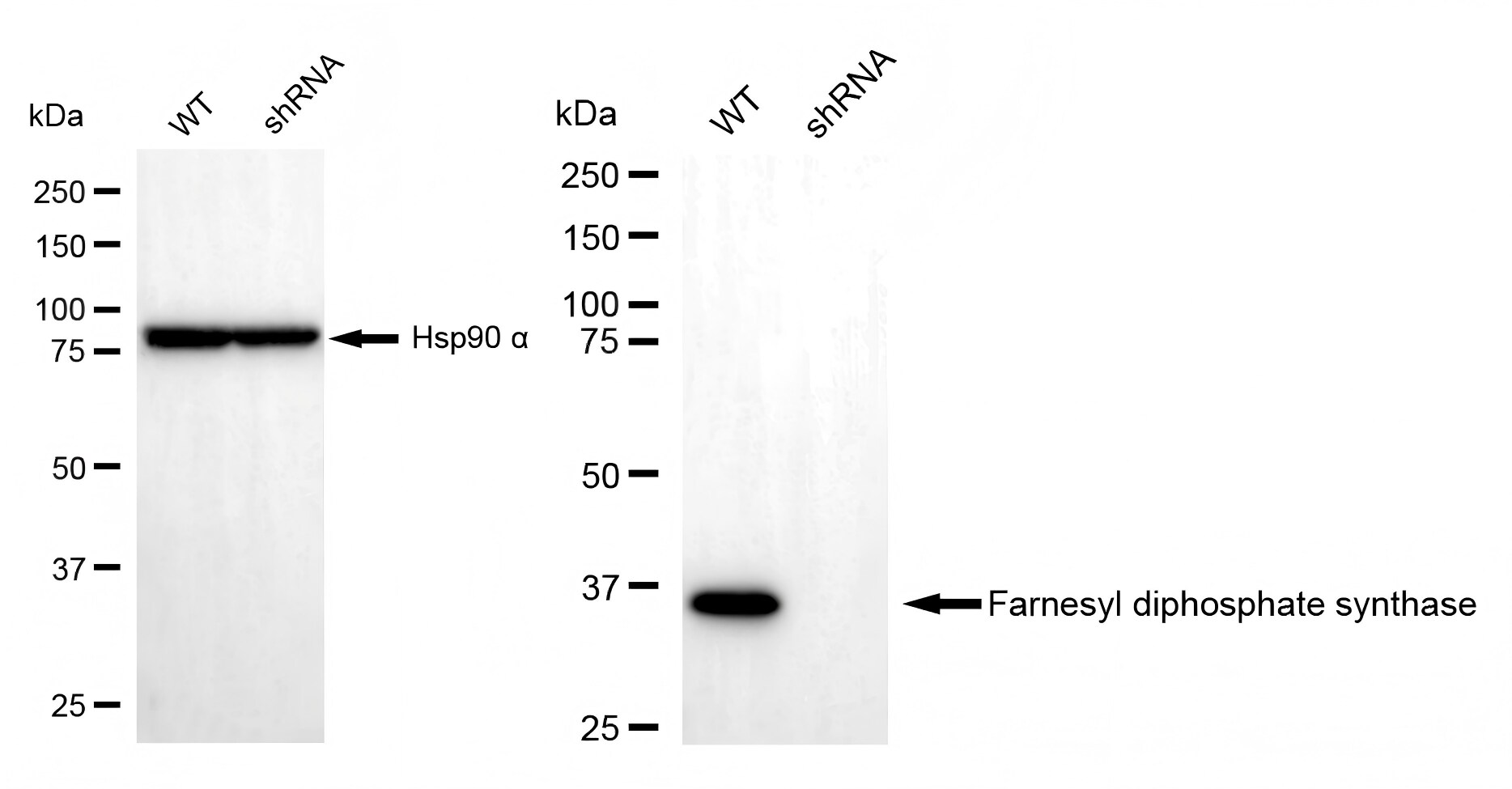 FDPS Antibody (23GB1395)