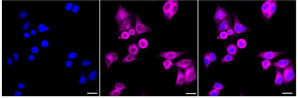 SNAP29 Antibody (24GB1855)