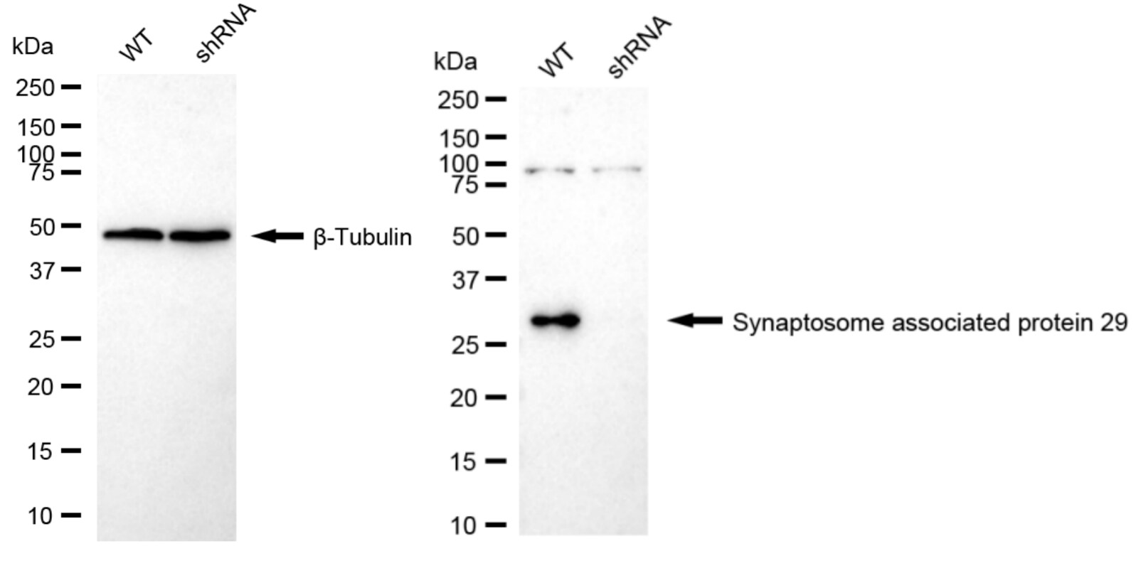 SNAP29 Antibody (24GB1855)
