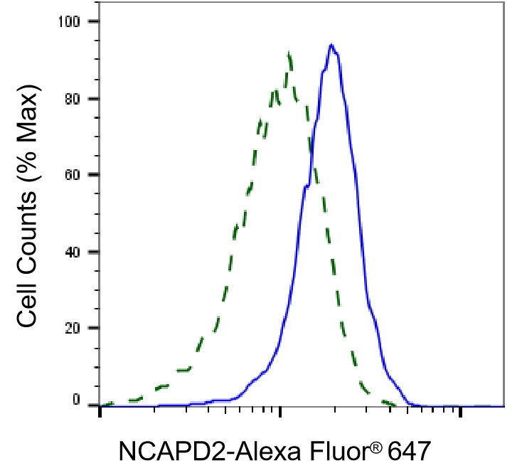 CNAP1 Antibody (24GB75)