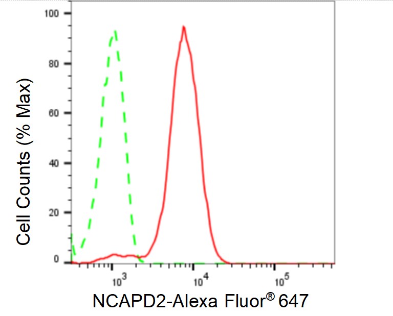 CNAP1 Antibody (24GB75)