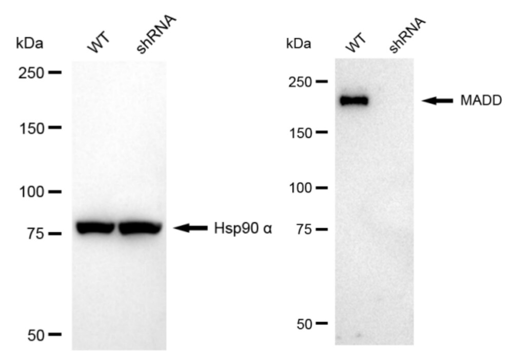 MADD Antibody (24GB110)
