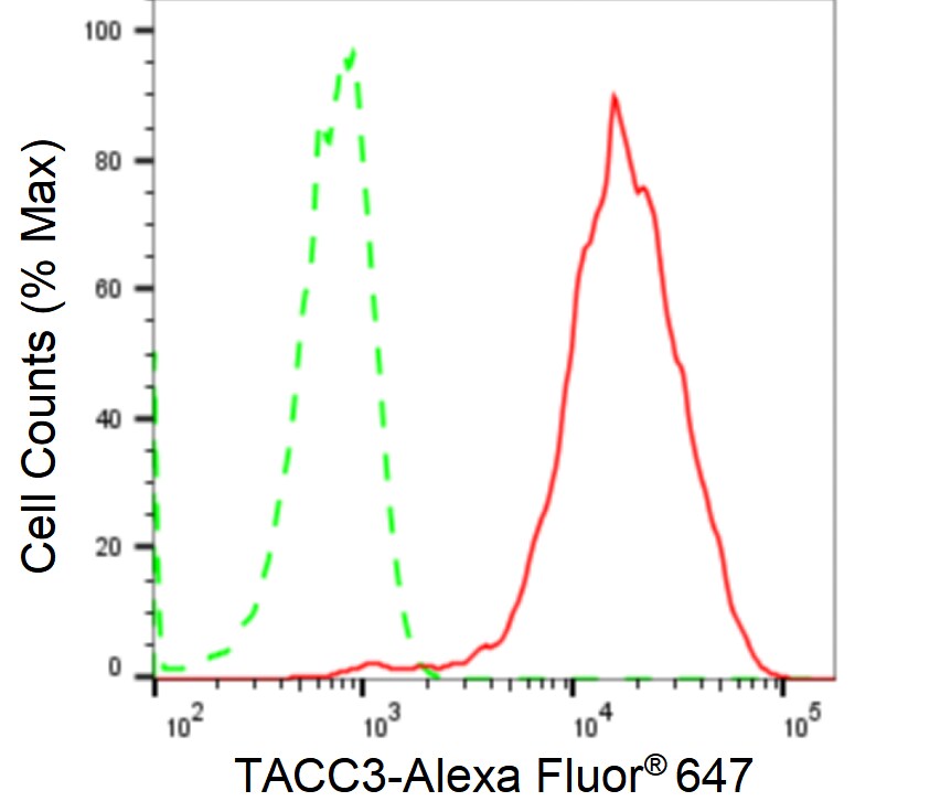 TACC3 Antibody (24GB1940)