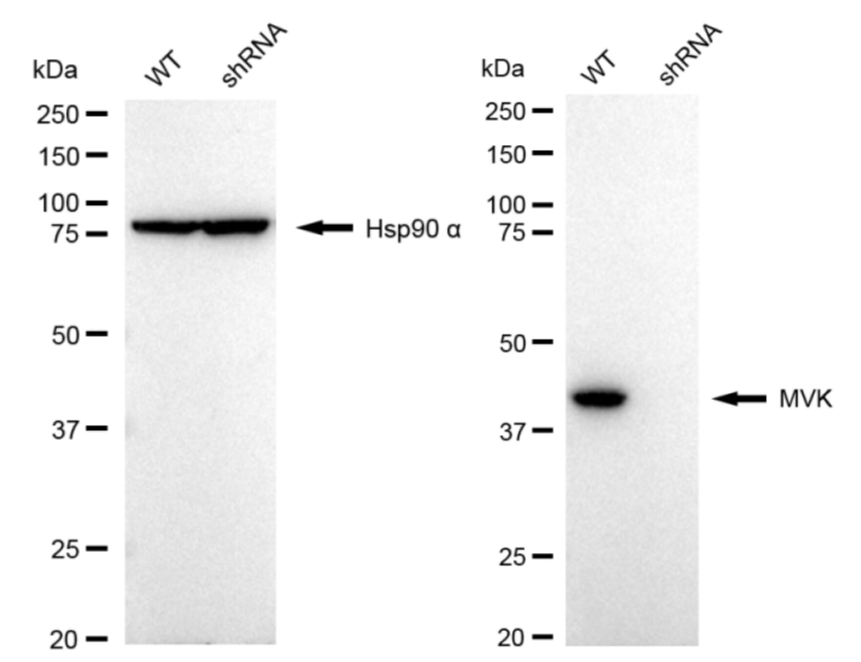 MVK Antibody (24GB115)