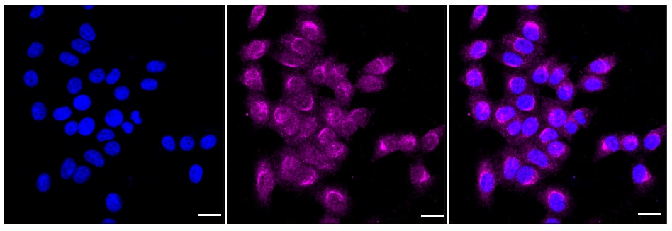TOR/mTOR Antibody (24GB200)