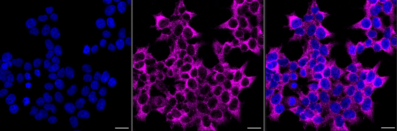 Musashi-2 Antibody (24GB225)