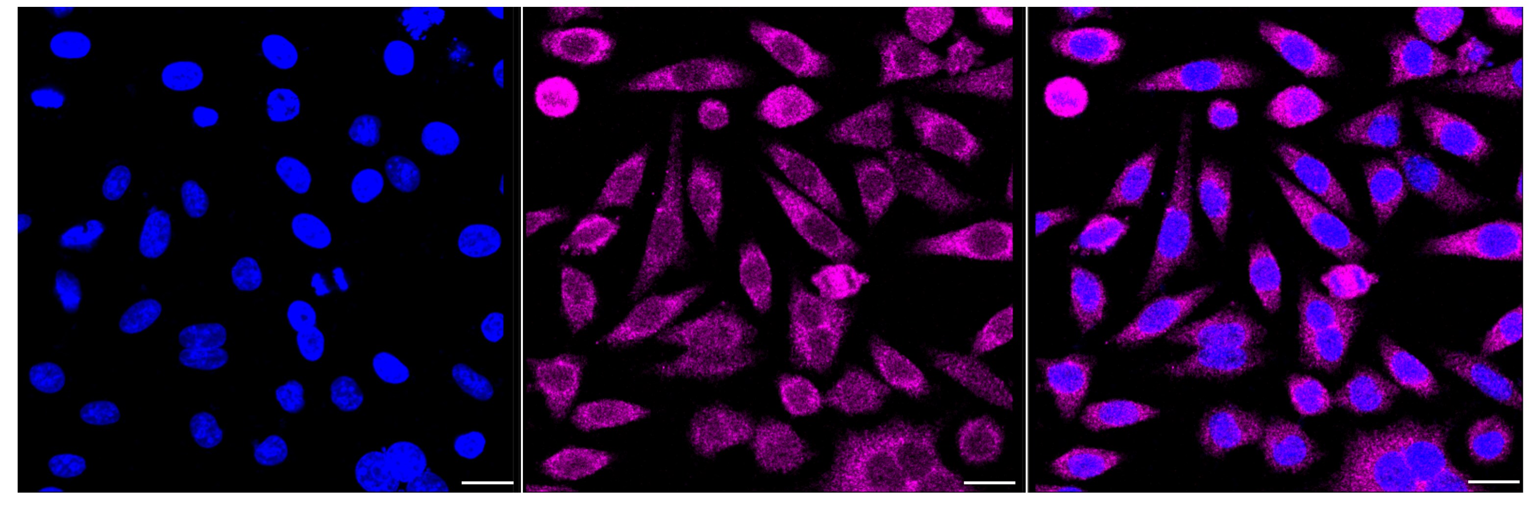 MEKK2 Antibody (24GB260)