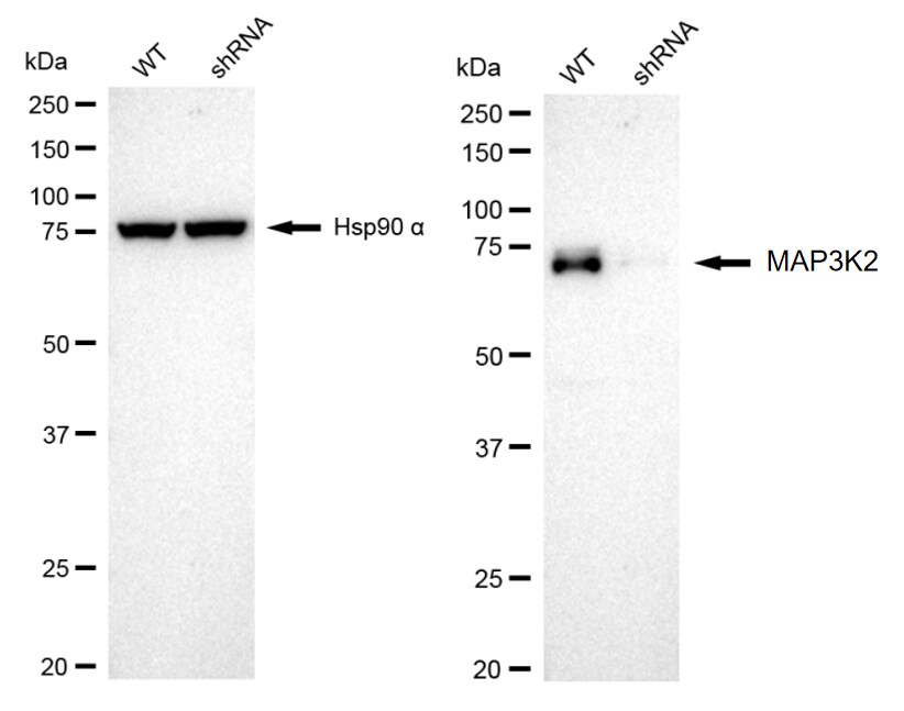 MEKK2 Antibody (24GB260)