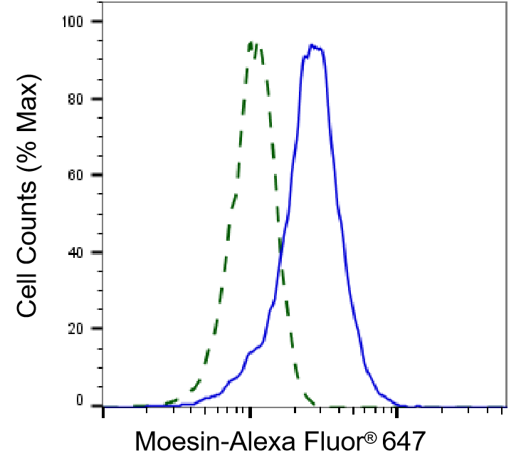 Moesin Antibody (24GB265)