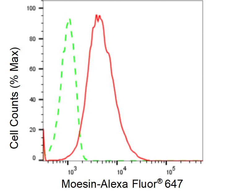 Moesin Antibody (24GB265)