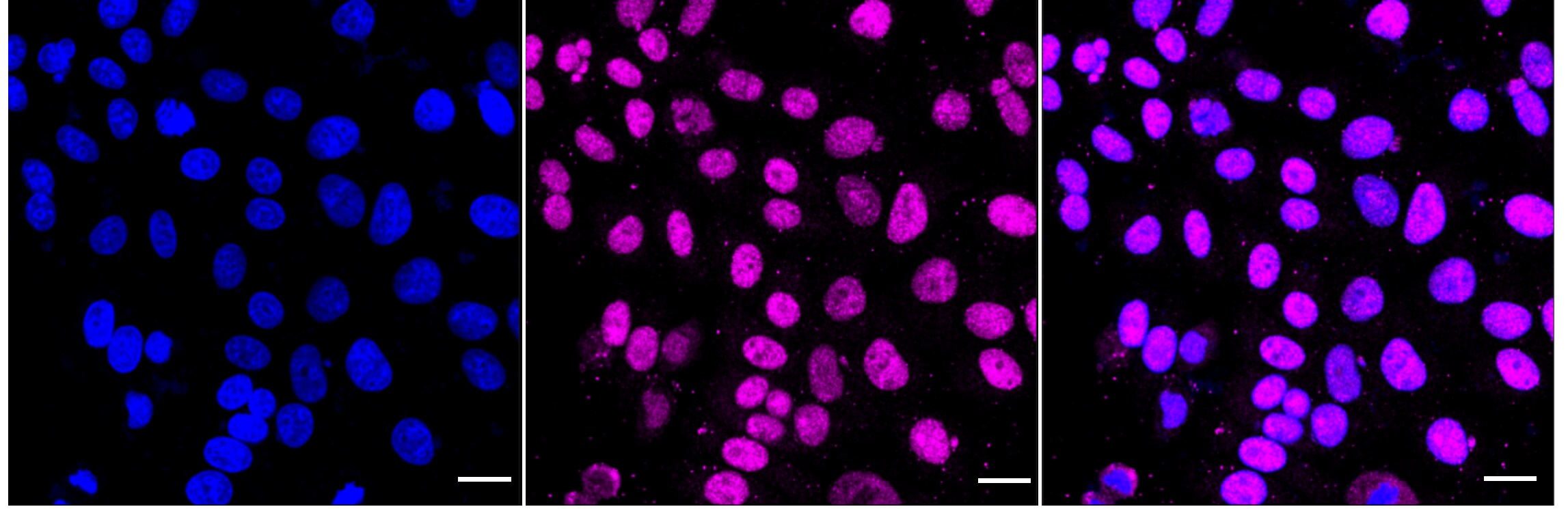 DGCR8 Antibody (23GB1615)