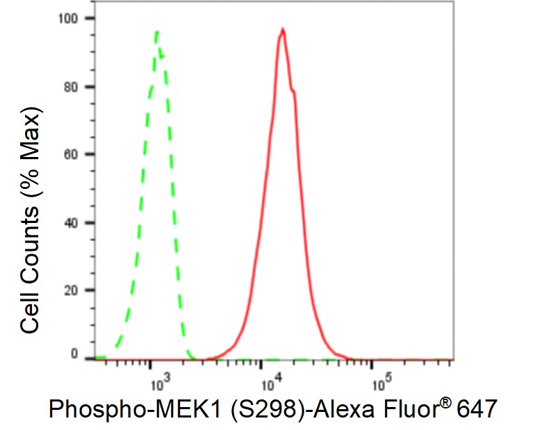 MEK1 [p Ser298] Antibody (24GB285)