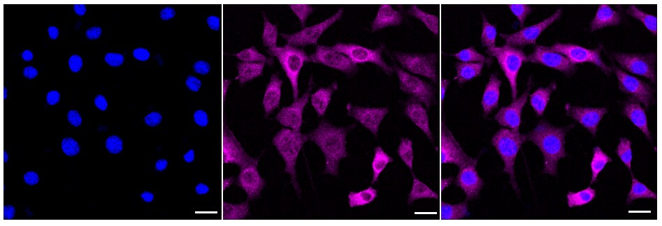 MEK1 [p Ser298] Antibody (24GB285)
