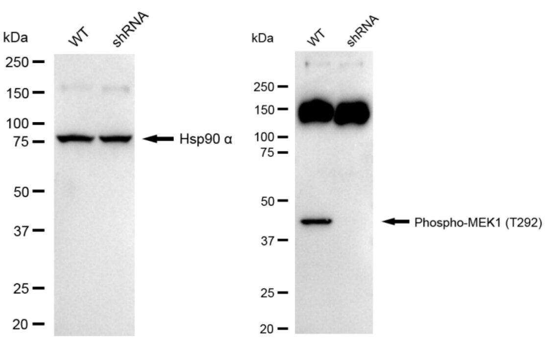 MEK1 [p Thr292] Antibody (24GB305)