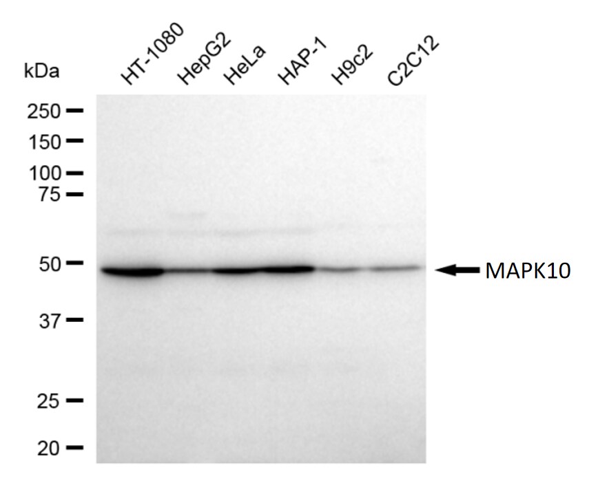 JNK3 Antibody (24GB320)