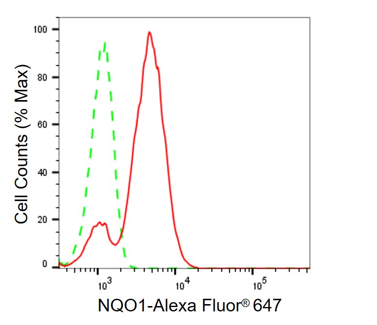 NQO-1 Antibody (24GB355)