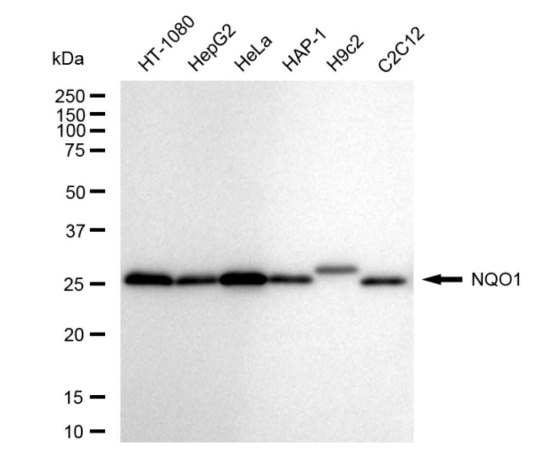 NQO-1 Antibody (24GB355)