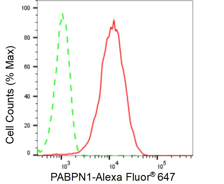 PABPN1 Antibody (24GB365)