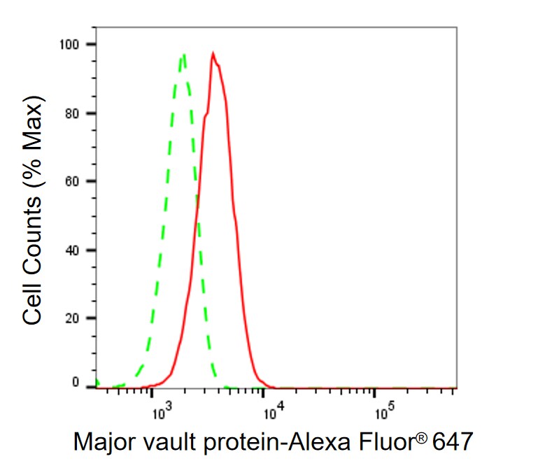 MVP Antibody (24GB465)