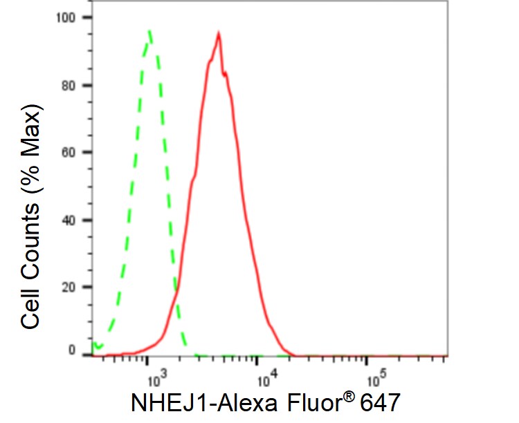 XLF Antibody (24GB480)