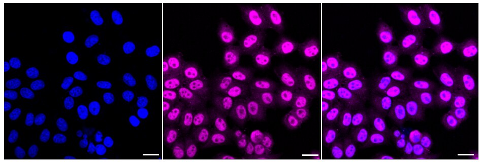 XLF Antibody (24GB480)