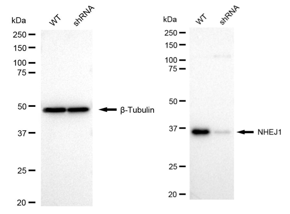 XLF Antibody (24GB480)