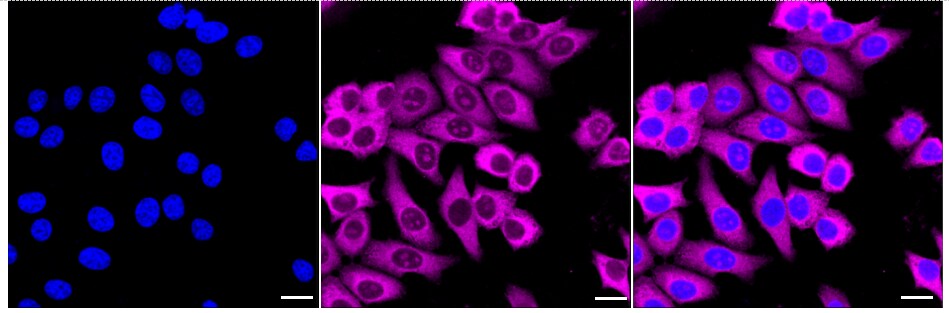 NAP1L1 Antibody (24GB550)