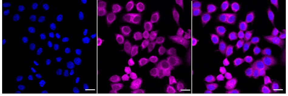 PA2G4/EBP1 Antibody (24GB580)