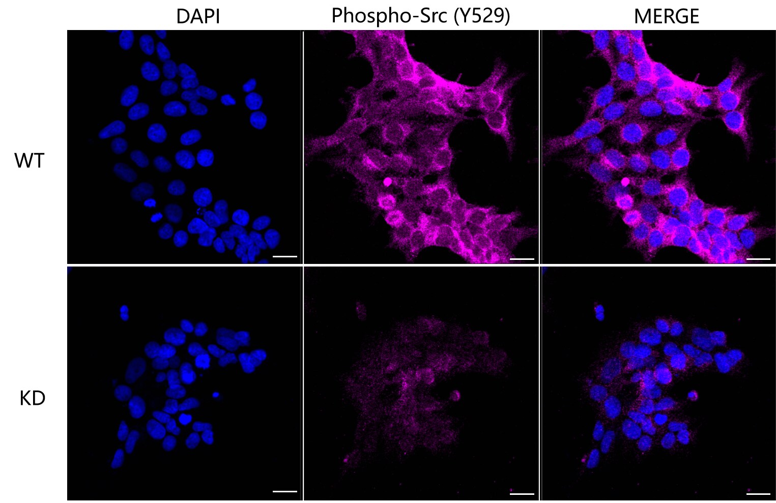 PA2G4/EBP1 Antibody (24GB580)