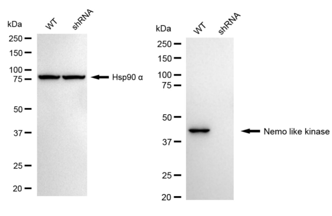 NLK Antibody (24GB585)
