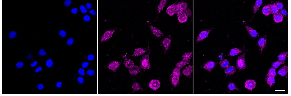 GRIM19 Antibody (24GB600)
