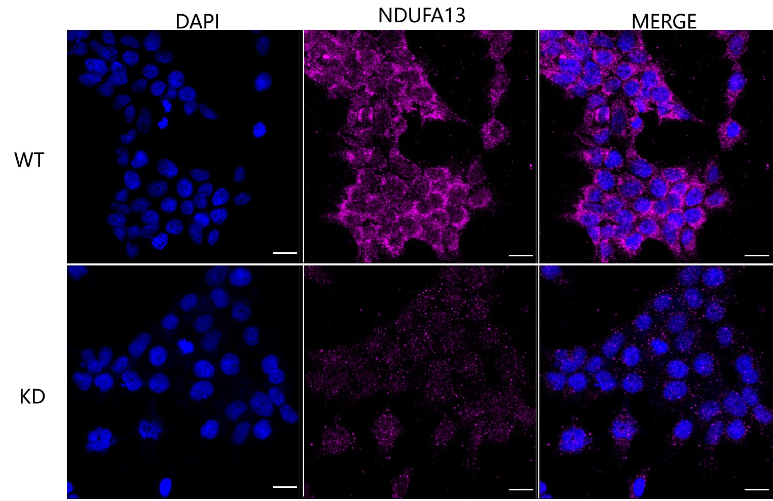 GRIM19 Antibody (24GB600)