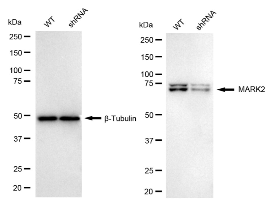MARK2 Antibody (24GB675)