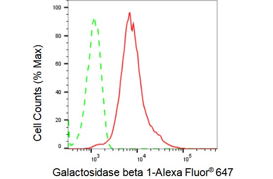 beta-Galactosidase-1/GLB1 Antibody (23GB1580)